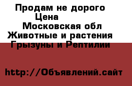 Продам не дорого › Цена ­ 1 200 - Московская обл. Животные и растения » Грызуны и Рептилии   